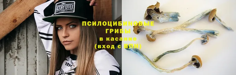 купить наркотики сайты  Подпорожье  Псилоцибиновые грибы Cubensis 